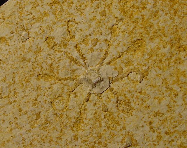 Saccocoma tenella (GOLDFUSS 1831) - Bild © FossNet FossilienStore